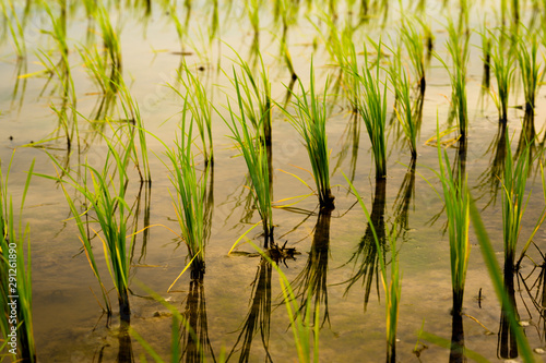 Close up Beautiful Organic green paddy-field