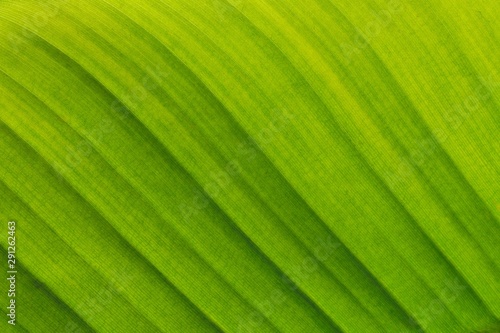Banana green leaf close-up background, space for text or image backdrop design. Abstract striped natural background, Details of banana leaf