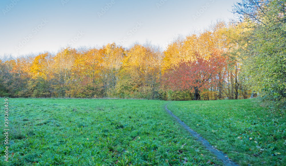 Obraz premium Autumn in the Forest