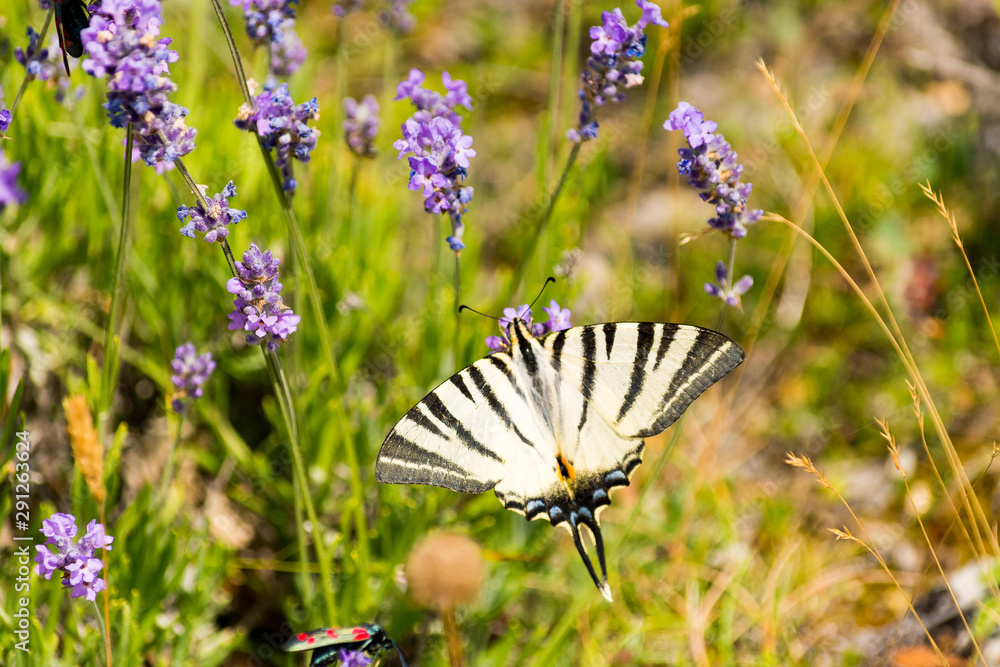 black and white butterfly with a double tail gathering purple flowers black and white butterfly with a double tail gathering purple flowers