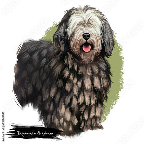 Bergamasco Shepherd, pastore bergamasco, Bergamasco dog digital art illustration isolated on white background. Italian origin herding, working dog. Cute pet hand drawn portrait Graphic clipart design