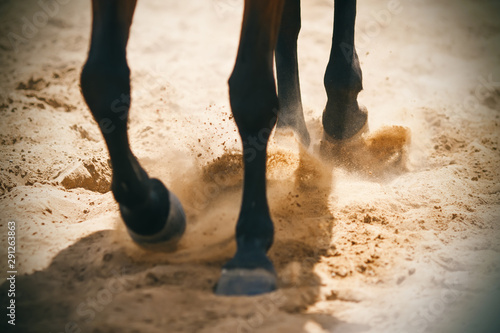 The hooves of a Bay horse, running on a sandy arena, raise sand dust, which is illuminated by the rays of the sun.