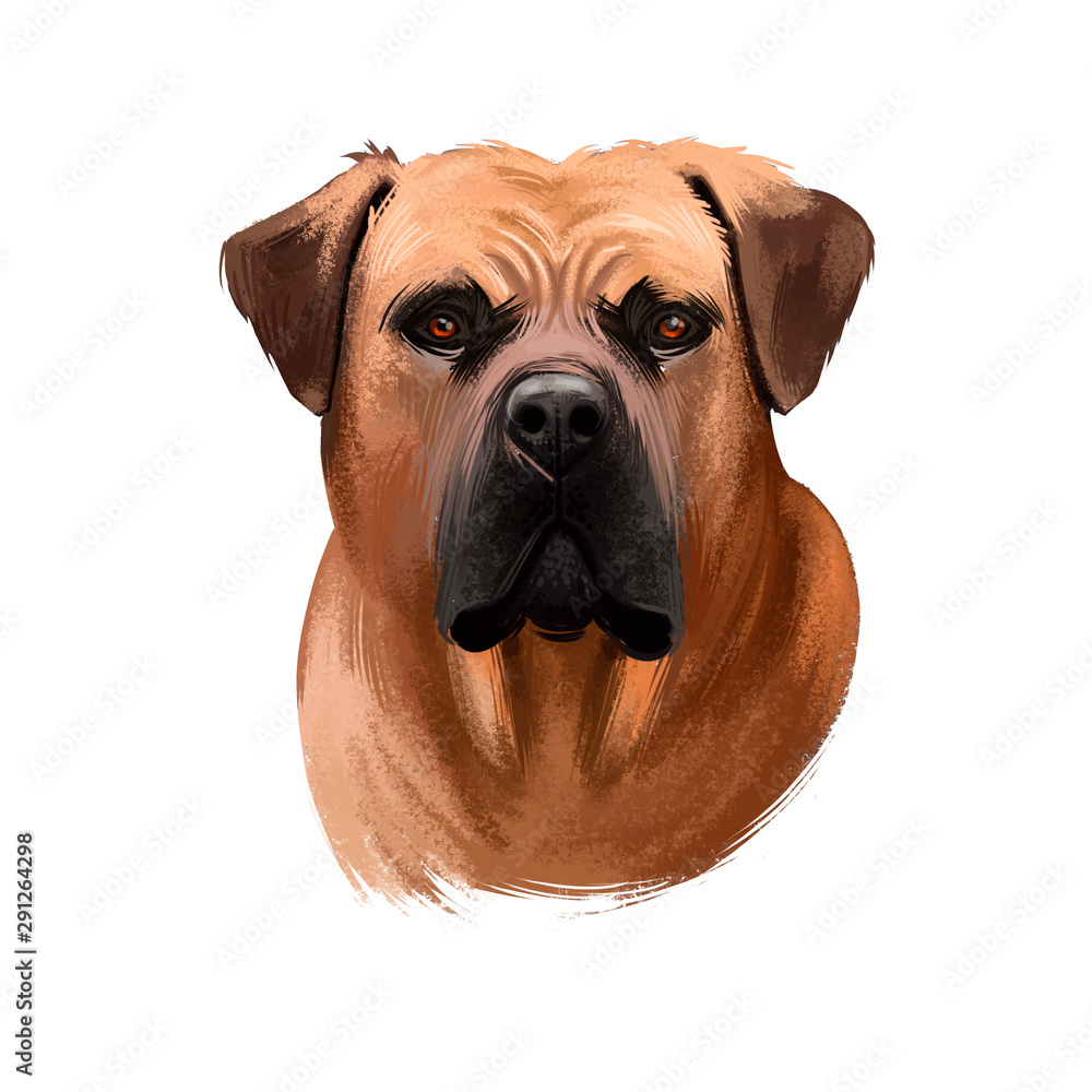 Boerboel, South African Mastiff dog digital art illustration isolated on white background. South Africa origin working farm dog, guardian dog. Cute pet hand drawn portrait. Graphic clip art design.