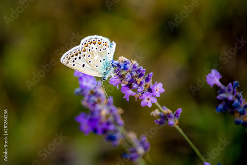 A beautiful white butterfly with orange spots and a little turquoise gathering on a purple flower