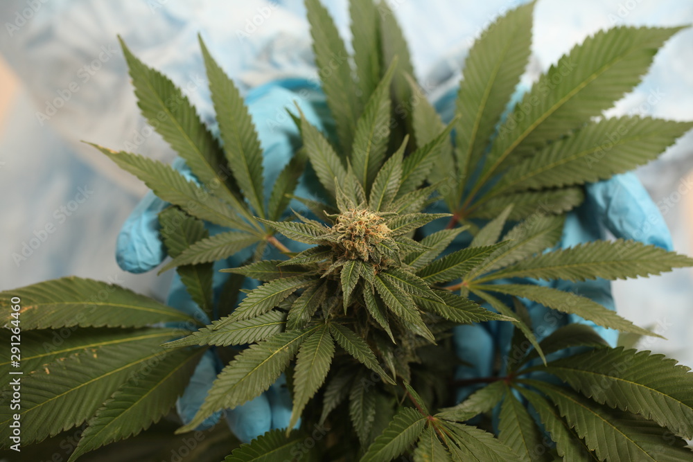 study of cannabis in a scientific laboratory growing medical marijuana study of cannabis in a scientific laboratory growing medical marijuana