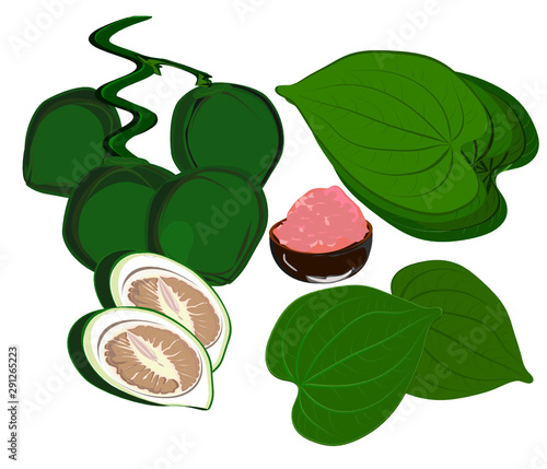 Betel nut and betel leaf, red lime(calcium hydroxide), traditional Asian chewing and prepared for sacrifice  , tropical leaves. Drawing a flat illustration for a separate background 
