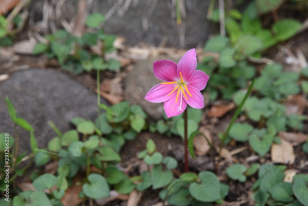 Zephyr lily flowers / Zephyr lily (Zephyranthes carinata) is also called Rain lily because it blooms one after another after rain. Zephyr lily flowers / Zephyr lily (Zephyranthes carinata) is also called Rain lily because it blooms one after another after rain.