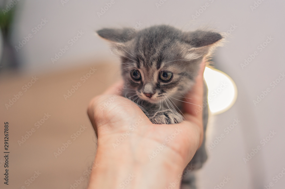 little cute gray kitten on the hand