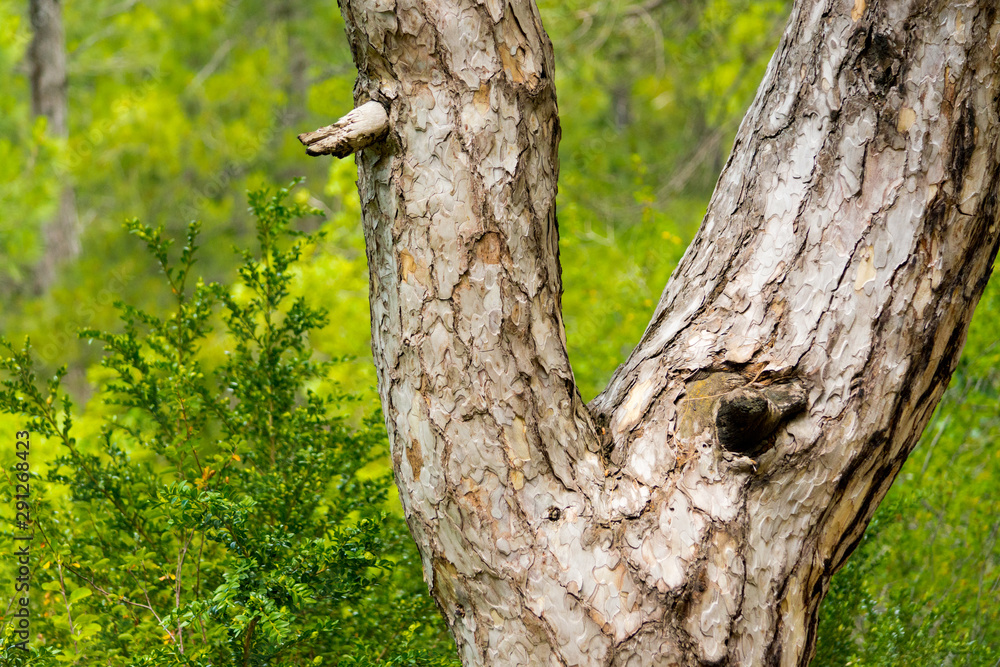 The trunk of a tree splits in half to create a fork The trunk of a tree splits in half to create a fork