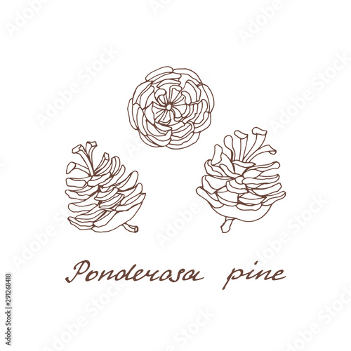 Ponderosa pine. Graphic set of cones of conifer trees.  Vintage collection of holiday decor and greeting cards. Vector illustration of winter symbols. 