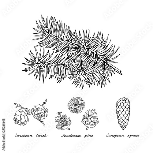 Coniferous branch and cones of Ponderosa pine, European larch and European spruce. Black and white set on white background. Hand drawn collection of holiday decor.  Vector illustration.