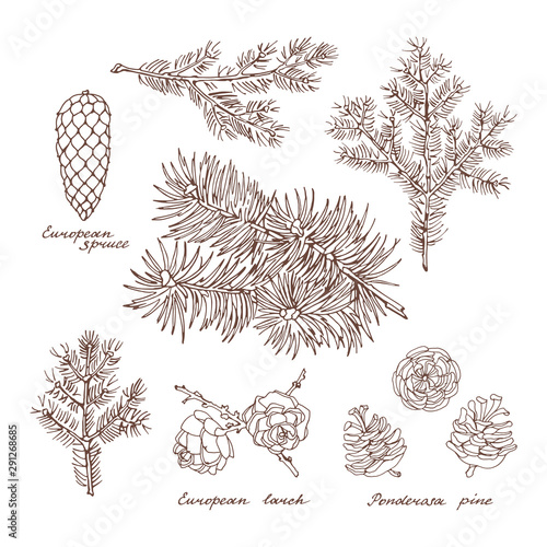 Ponderosa pine, European larch and European spruce. Graphic set of branches and cones of conifer trees. Vintage hand drawn collection of holiday decor. Vector illustration.
