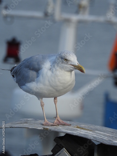 goéland argenté