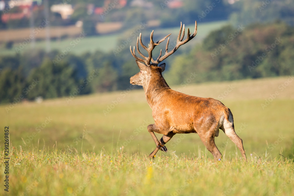 Red deer (cervus elaphus) running on grassland. Red deer (cervus elaphus) running on grassland.