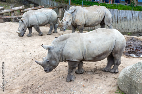 Three large beautiful rhinoceros on a walk.