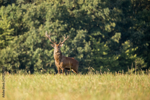 Red deer (cervus elaphus) stands on a meadow near the forest. © Branislav