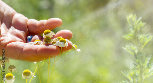 Chamomile - Collect and use properly photo