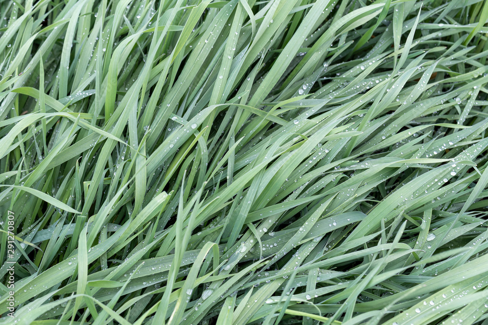 Fresh green grass with water drops. Morning dew on grass. Nature background. Fresh green grass with water drops. Morning dew on grass. Nature background.