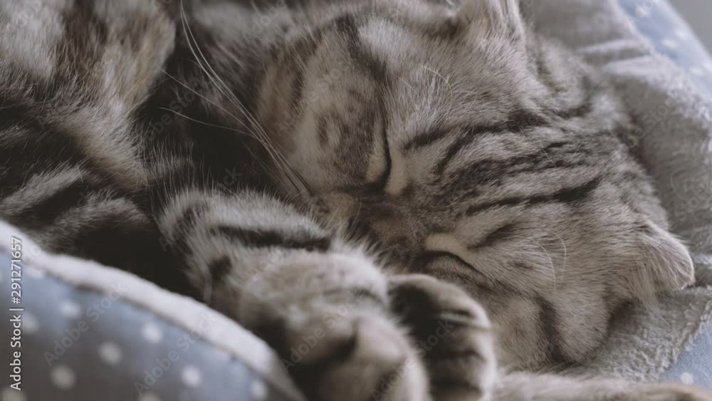 Closeup cute Scottish fold and Scottish straight cat sleeps and when woke up surprised Closeup cute Scottish fold and Scottish straight cat sleeps and when woke up surprised