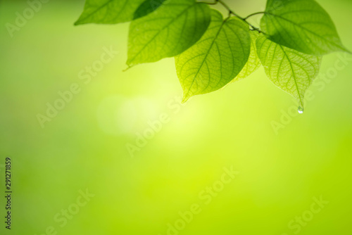 Closeup view of green leaf on blurred background.
