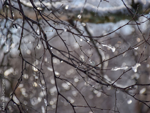 wet, snowy and dripping branches of trees in winter. Selective focus, blue sky background