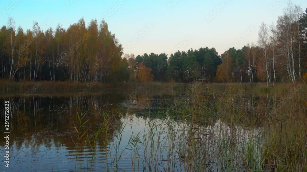 Forest lake at sunrise, still water, small waves. Forest lake at sunrise, still water, small waves.
