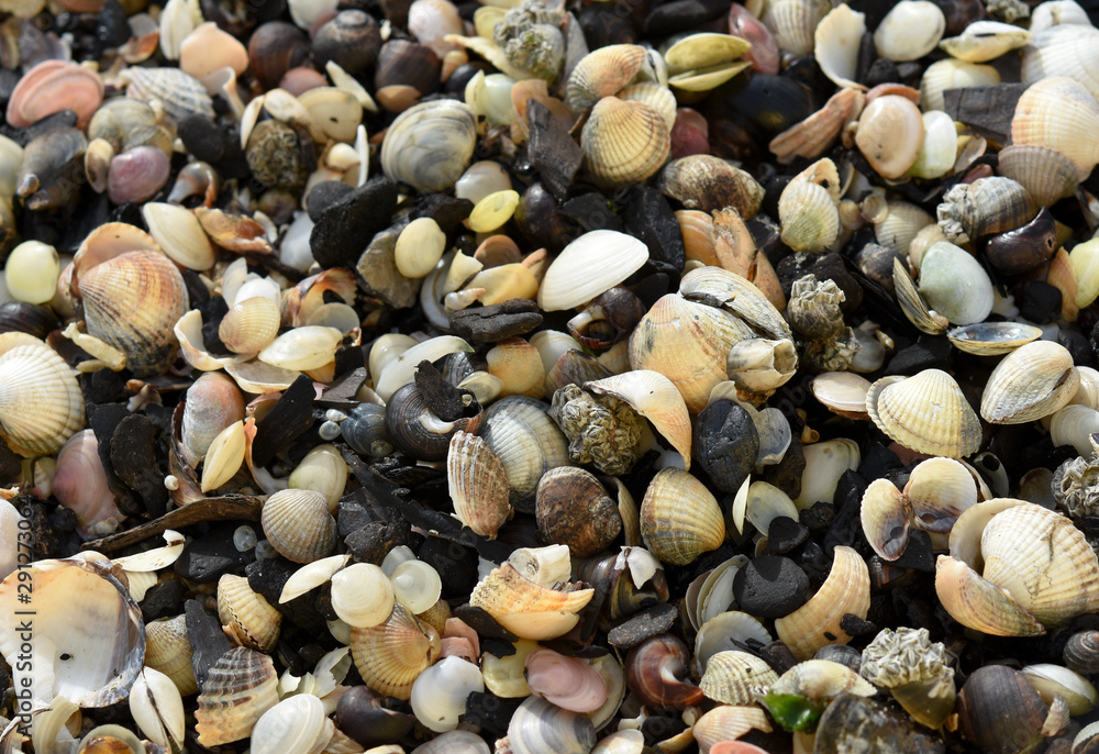 shells on the beach