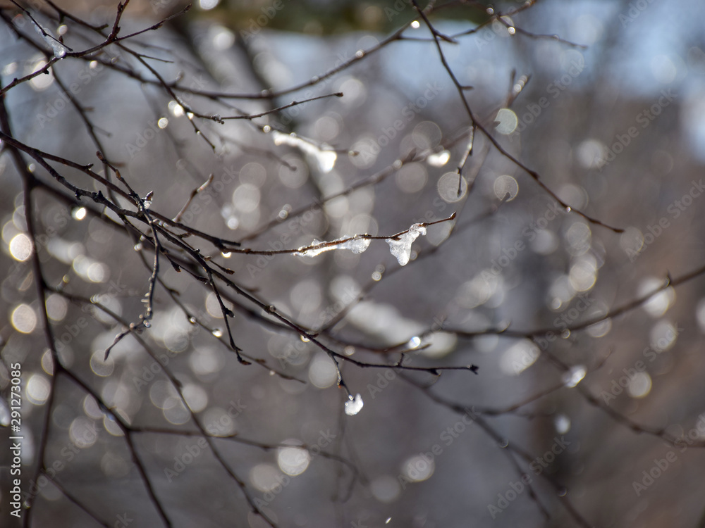 wet, snowy and dripping branches of trees in winter. Selective focus, blue sky background
