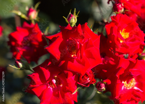 Closeup of beautiful red roses.