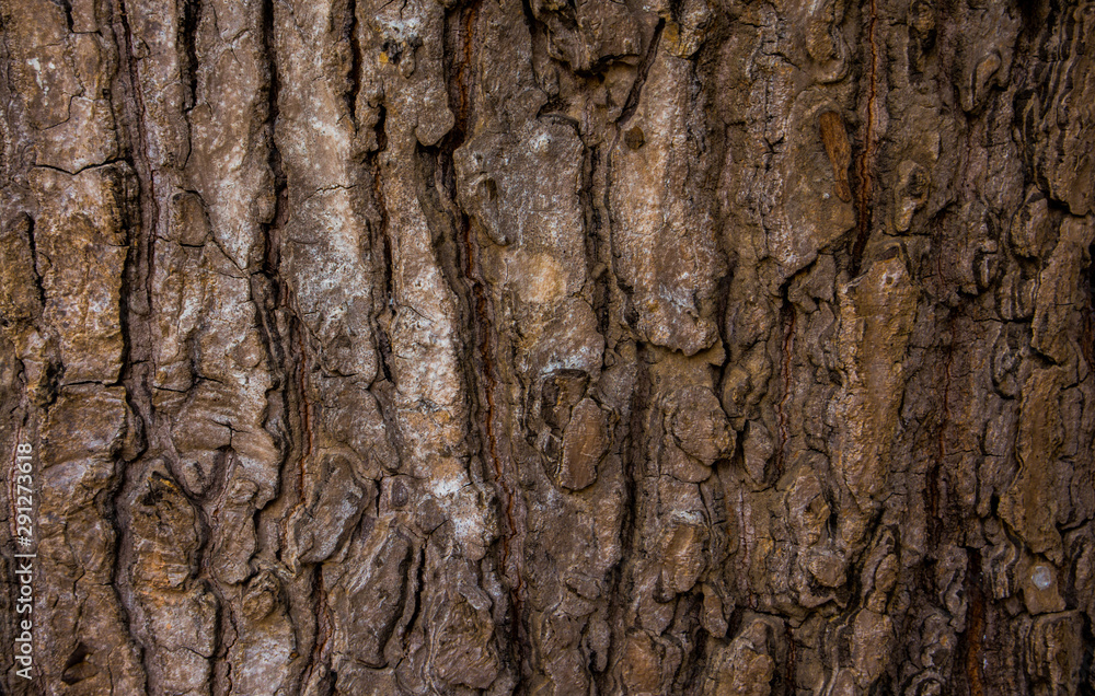Rough texture of tree bark, suitable for background and design.
