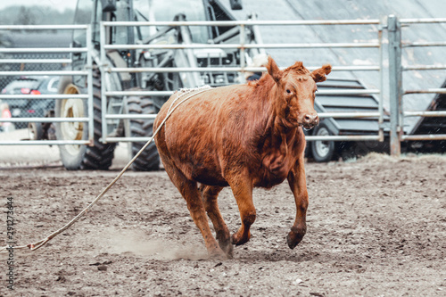 Bowden, Alberta, Canada, 26 July 2019 / Moments from the Bowden Daze, the town's rodeo. Cow riding, wild cow running around
