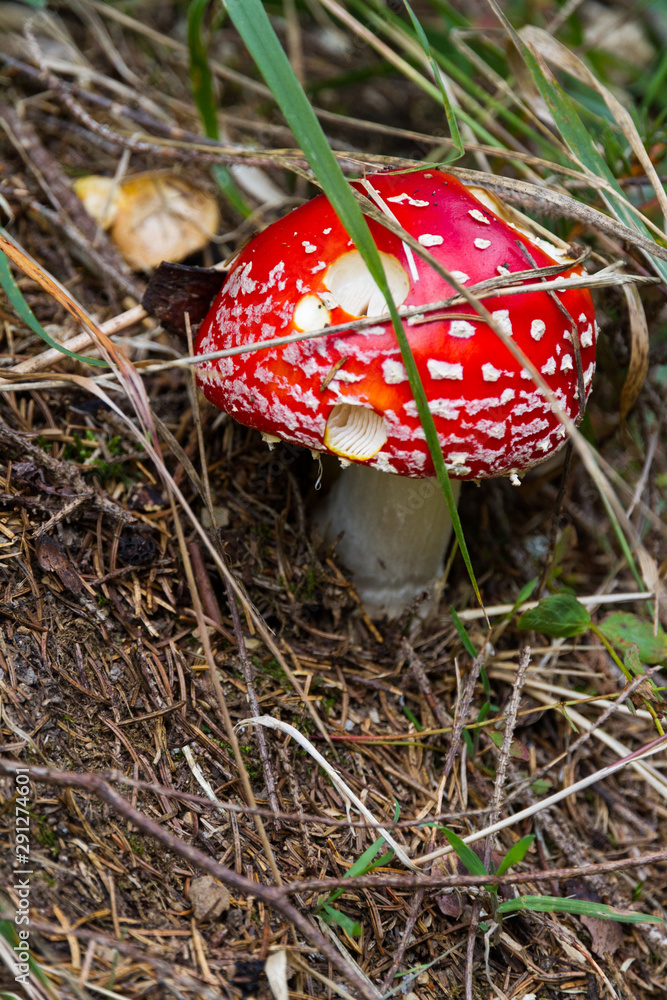 Fly agaric (mushroom) in the Tatra mountains Fly agaric (mushroom) in the Tatra mountains