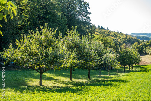 Fototapeta Naklejka Na Ścianę i Meble -  Baumgrundstück mit Obstbäumen im Spätsommer