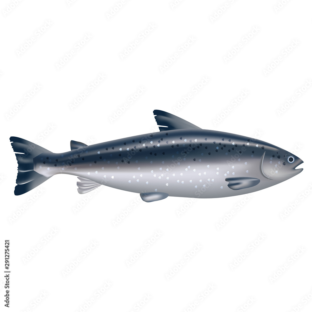 Realistic 3d Detailed Atlantic Salmon Fish. Vector