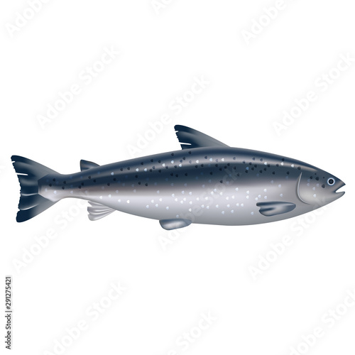 Realistic 3d Detailed Atlantic Salmon Fish. Vector © bigmouse108