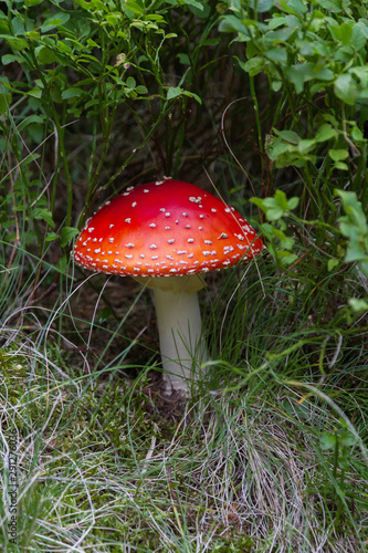 Fly agaric (mushroom) in the Tatra mountains
