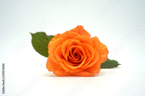 Rose orange