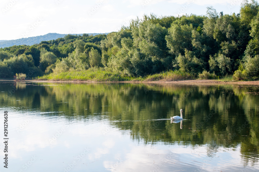 white swans with small swans on the lake white swans with small swans on the lake