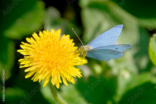 Blue butterfly on a yellow dandelion. © qwertfak
