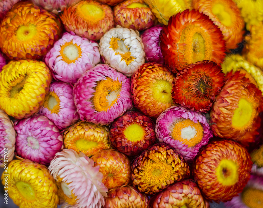 Helichrysum bracteatum or golden everlasting and strawflower have colorful Helichrysum bracteatum or golden everlasting and strawflower have colorful