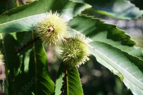 chestnuts on a tree