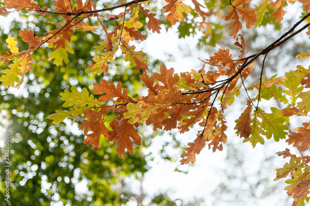 postcard from the autumn forest. yellowed oak leaves postcard from the autumn forest. yellowed oak leaves