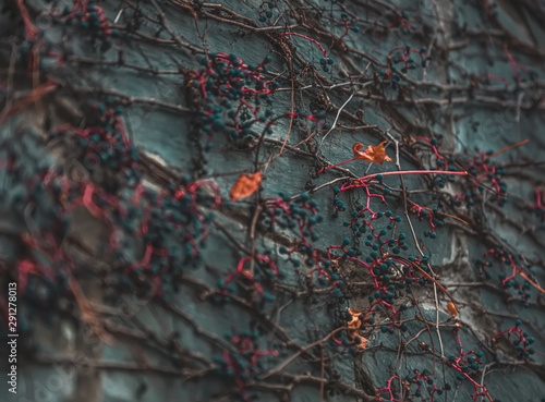 Branches with red leaves
