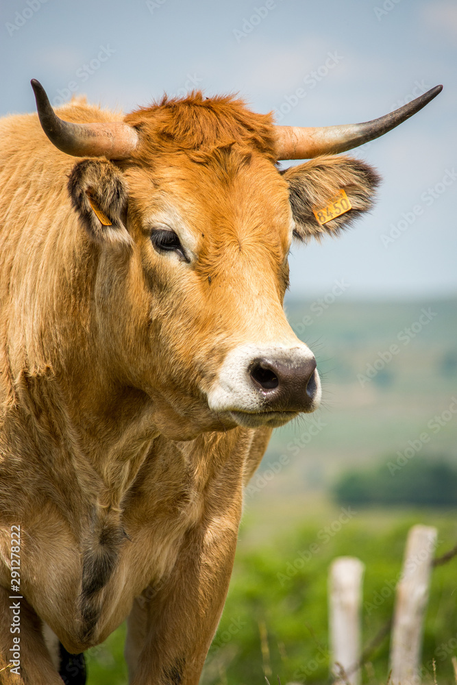 A cow from Aubrac A cow from Aubrac