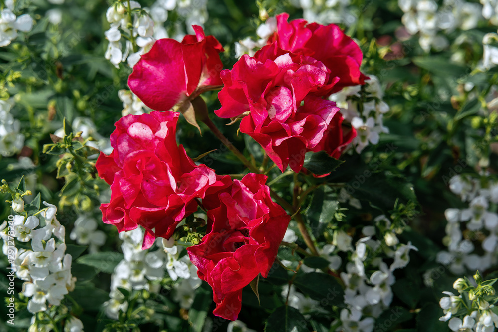 Obraz premium Colourful close up of several dark red Rotilia Rose heads with white flowers in the background