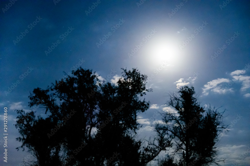 Silhouettes of the trees against night sky. Spooky landscape Silhouettes of the trees against night sky. Spooky landscape