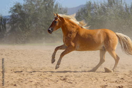 magnificent horse halfling with a white mane and tail shows off and gallops, haflinger horse breed
