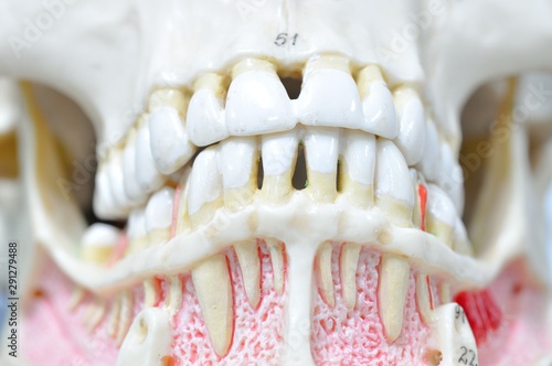human teeth anatomy model