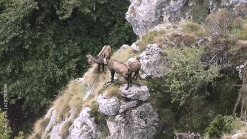 camosci al pascolo