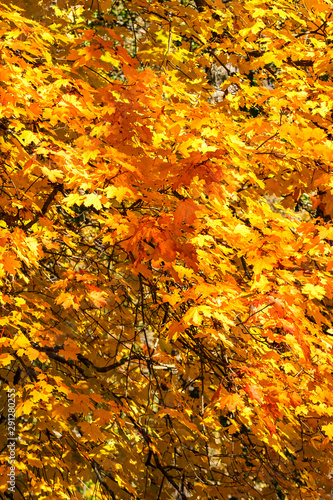 Autumn colored maple leaves on a tree